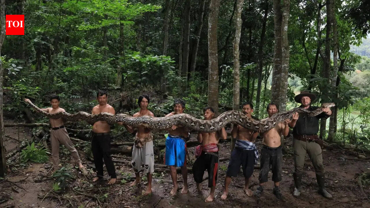 World’s longest wild snake in Indonesia: The 23-foot ‘Baroness’ that stunned scientists and raised conservation concerns
