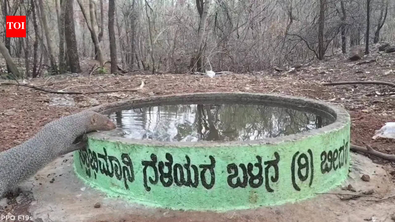 Bidar youth turn lifeline for thirsty wildlife | Hubballi News - The ...