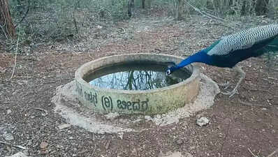 Bidar youth turn lifeline for thirsty wildlife