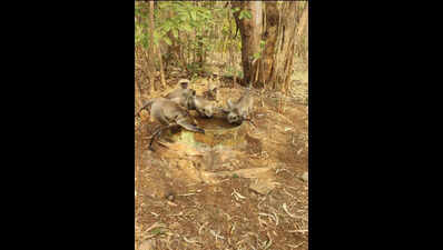 Bidar youth turn lifeline for thirsty wildlife