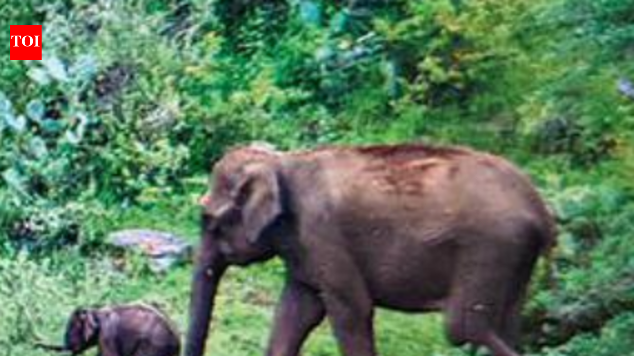 Second jumbo calf dies in Chhattisgarh's Raigarh in five days, herd stayed trumpeting for hours