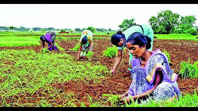 Farmers face losses as hailstorms, wind damage fruits, veggie crops