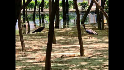 Greenbelt nurtured by residents who didn’t have park turns into bird haven