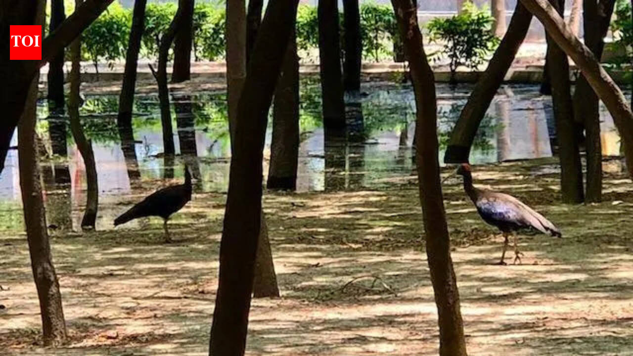 Greenbelt nurtured by residents who didn’t have park turns into bird haven
