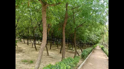 Greenbelt nurtured by residents who didn’t have park turns into bird haven