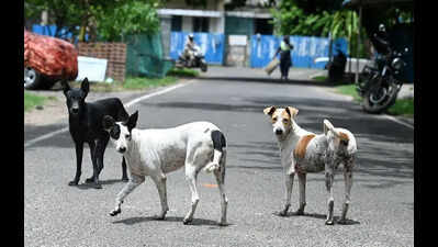 Quarantine centre for rabid, ill stray dogs set up in Perungudi zone