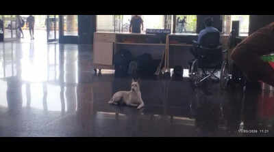 Strays hound passengers at KCBT