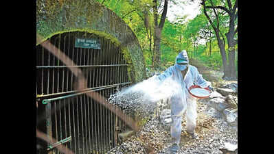 Maharajbagh zoo on alert over CDV and bird flu scare