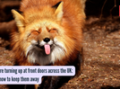 Foxes are turning up at front doors across the UK: Here&rsquo;s how to keep them away