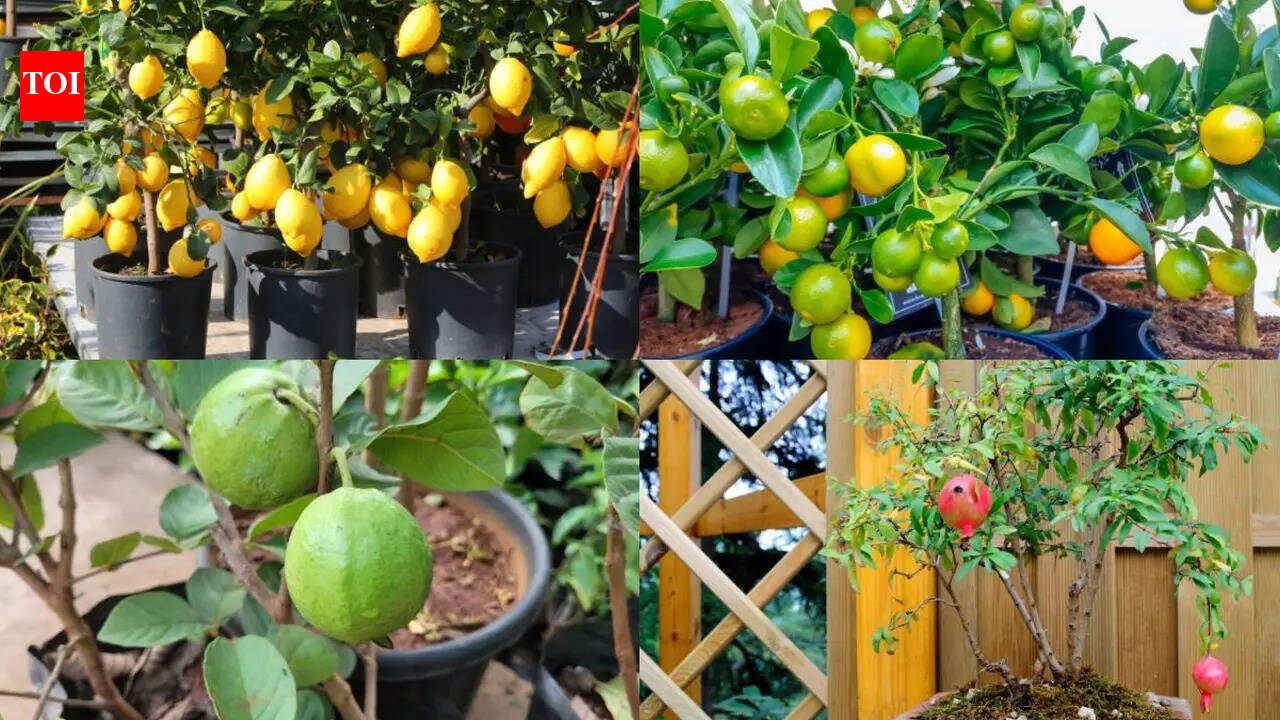 6 Fruit trees perfect for indoor gardening