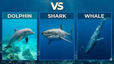 Dolphins vs Sharks vs Whales: 10 comparisons that explain ocean evolution