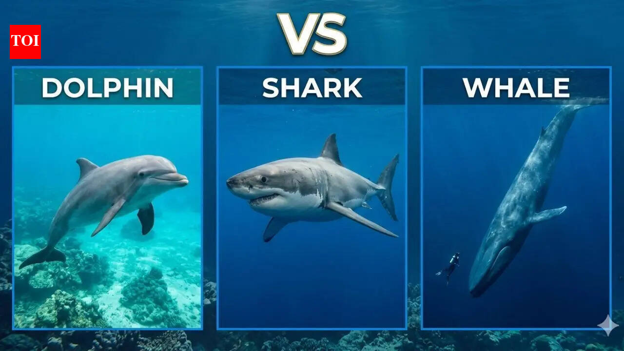 Dolphins vs Sharks vs Whales: 10 comparisons that explain ocean evolution