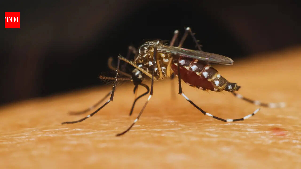 10 countries with the most mosquitoes, does India figure in the list?