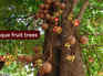 10 unique fruit trees around the world and where travellers can find them