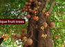 10 unique fruit trees around the world and where travellers can find them