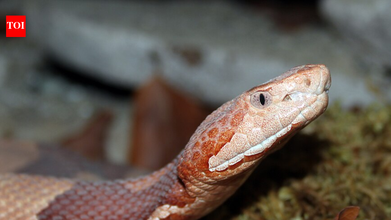 Copperhead snakes aren’t usually fatal, yet every bite carries venom