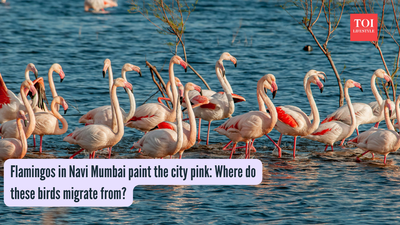Flamingos in Navi Mumbai paint the city pink: Where do these birds migrate from?
