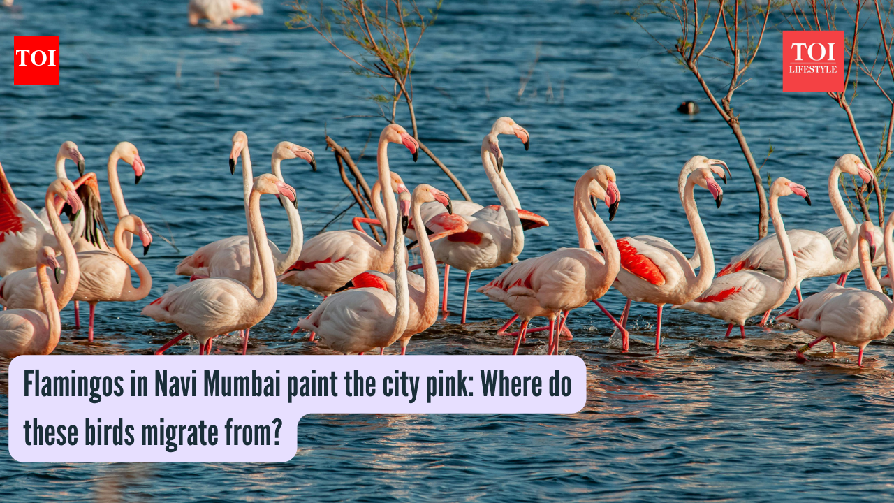 Flamingos in Navi Mumbai paint the city pink: Where do these birds migrate from?
