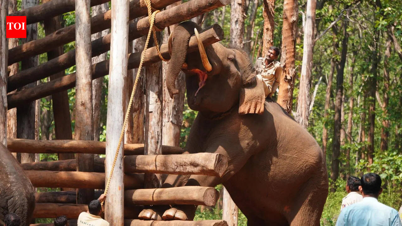 Jumbo Balanna resumes camp duty after recovery