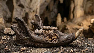 Not teeth, but nests: Discovery in Caribbean rodent fossils surprises archaeologists