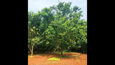 IIHR develops Arka Siva to revive Bengaluru’s vanishing GI-tagged Chakkota