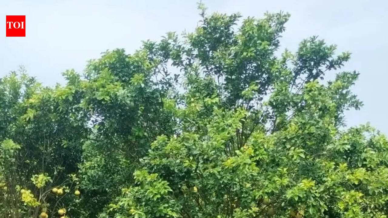 IIHR develops Arka Siva to revive Bengaluru’s vanishing GI-tagged Chakkota