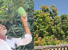 This farmer grows 14 mango varieties in a single tree; this is how he does it