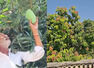 This farmer grows 14 mango varieties in a single tree; this is how he does it