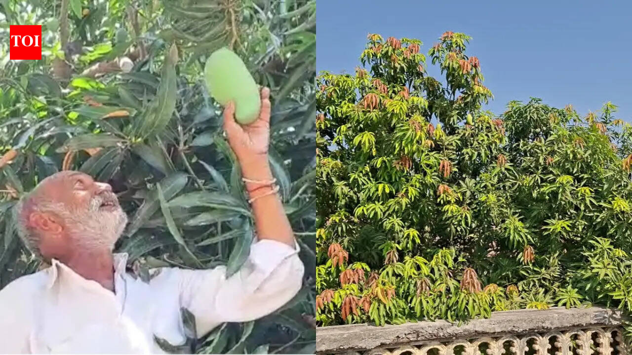 This farmer grows 14 mango varieties in a single tree; this is how he does it