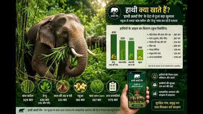 Jumbos' mahua binge myth just 'badpress', they rather prefer tendu, bamboo