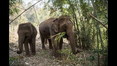 Jumbos' mahua binge myth just 'badpress', they rather prefer tendu, bamboo