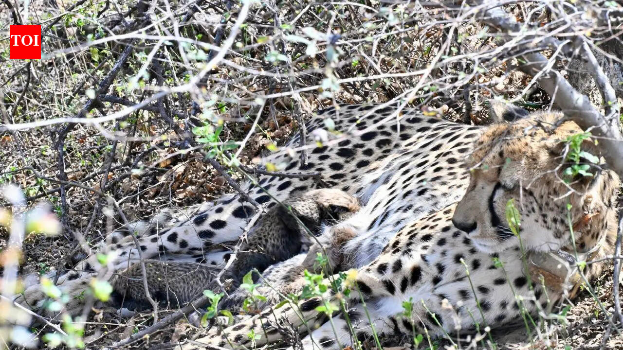 Four cubs born to country’s 1st India-born cheetah found dead in Kuno