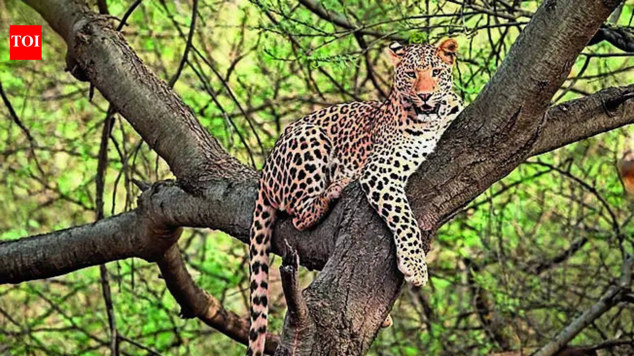 Jaipur forests record 62 leopards across  protected landscapes