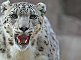 9 facts about snow leopards that explain why they are called the &lsquo;ghosts of the mountains&rsquo;