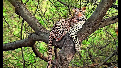 Jungle Book: Asola To Mark Core Zones For Leopards And Jackals