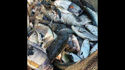 Cansaulim fishermen report mixed catch, invasive fish outnumber natives