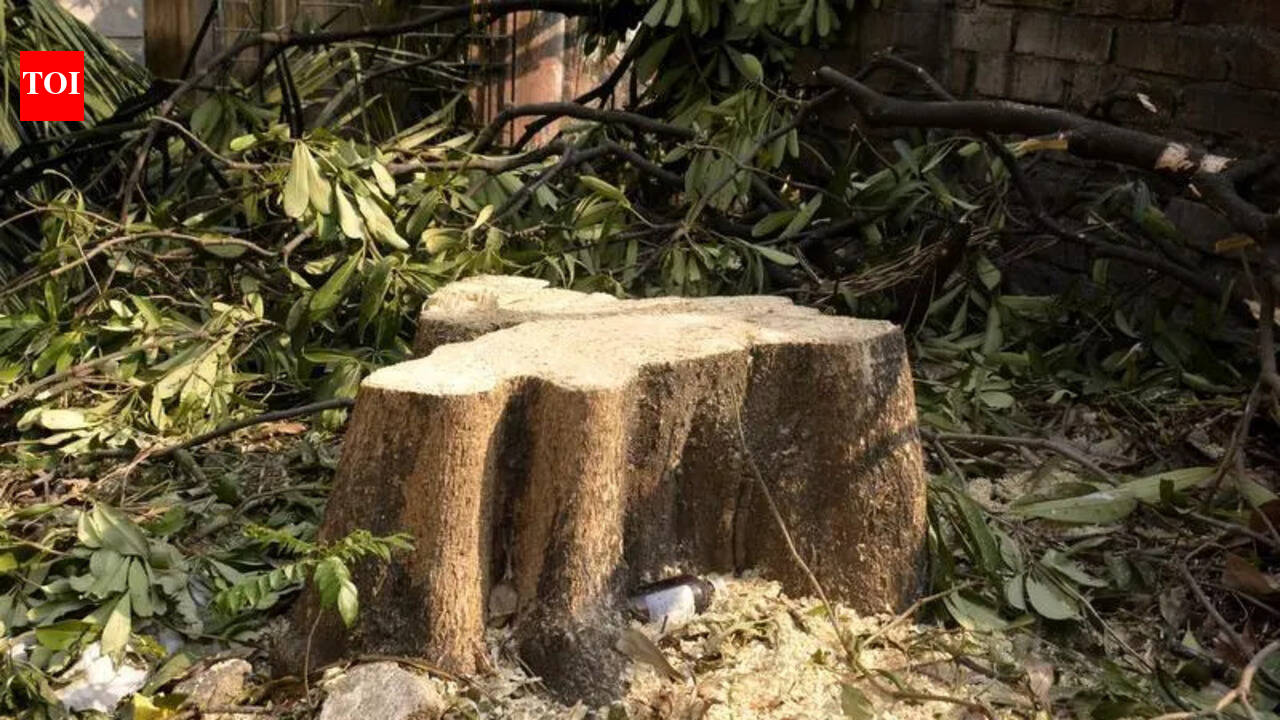 NGT panel recommends FIR against Barnala trust officials over tree ...