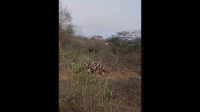 Tree felling continues on protected Aravali land in Raisina hills