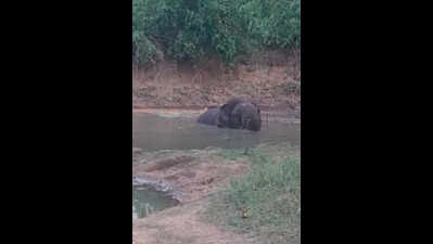 Lone wild elephant bathing in forest pond grabs eyeballs near Anchetty