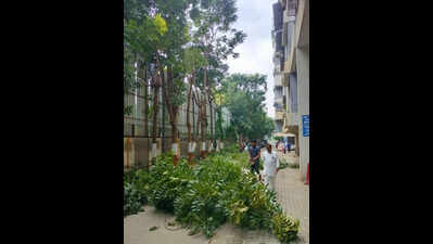 BJP MLA demands PCMC policy for tree trimming in private societies, officials flag challenges