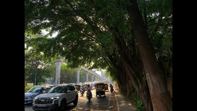 Axe looms over more than 500 trees on University-Ganeshkhind Road