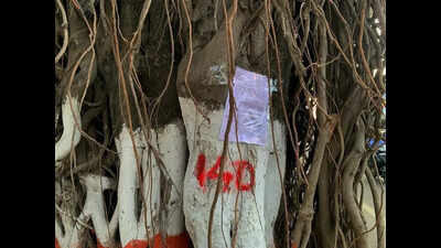 Axe looms over more than 500 trees on University-Ganeshkhind Road