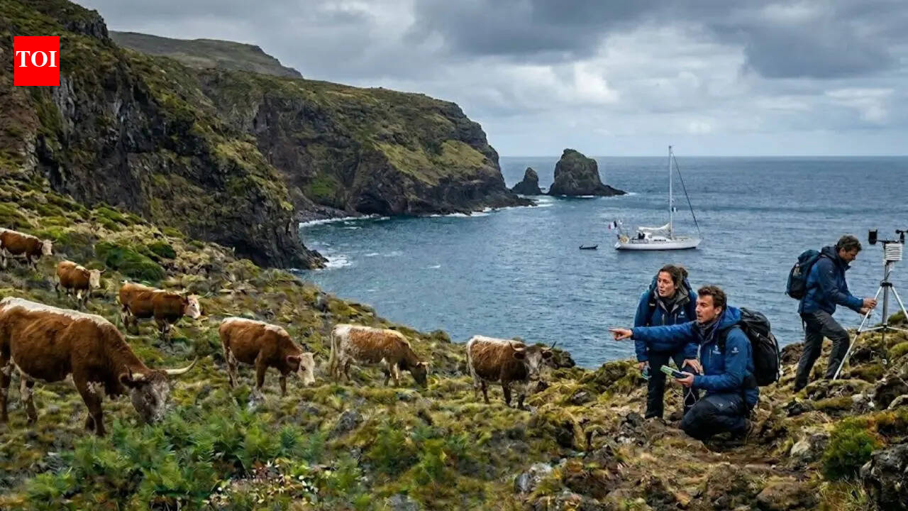 In 1871, a farmer abandoned 5 cows on Amsterdam Island; 130 years later, scientists were stunned by what they found