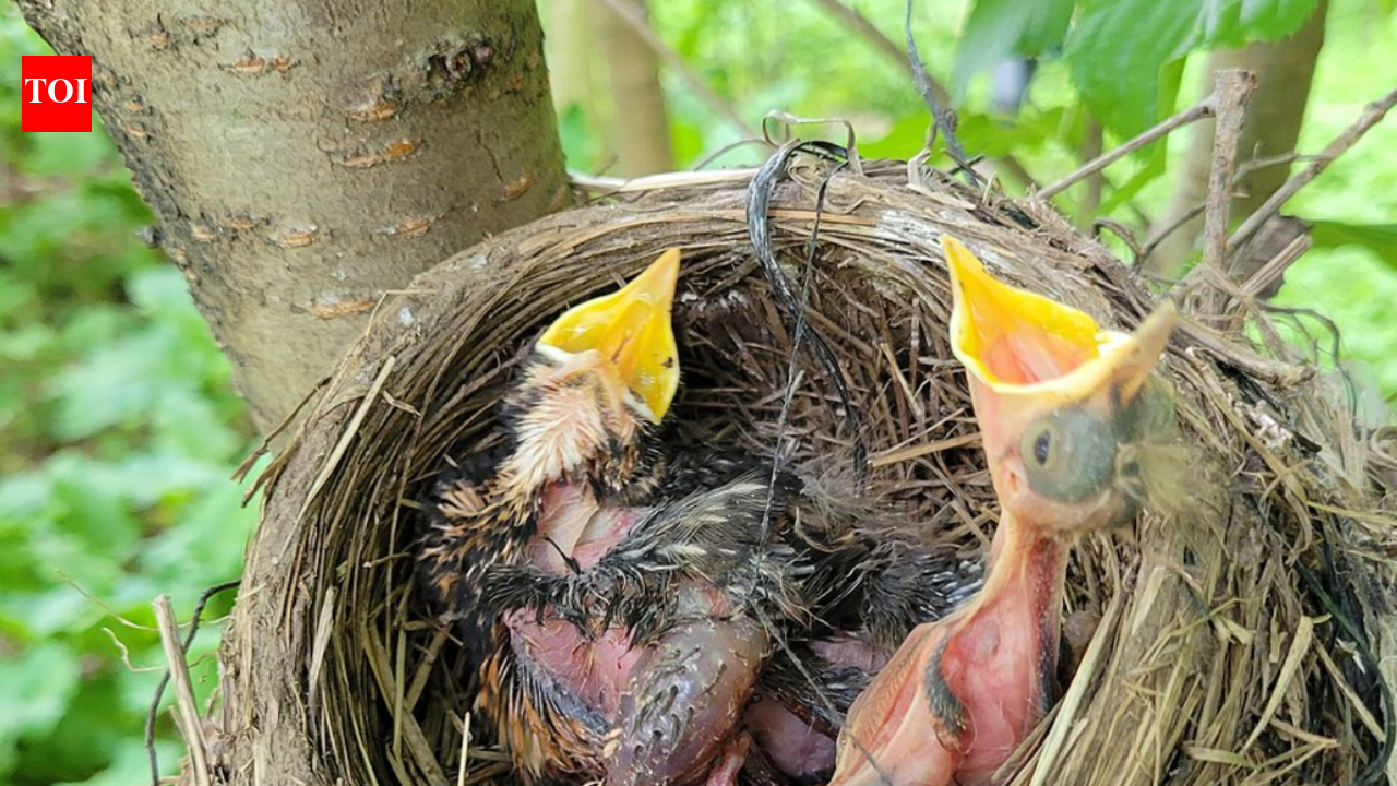 What experts recommend if you spot a baby bird alone on the ground