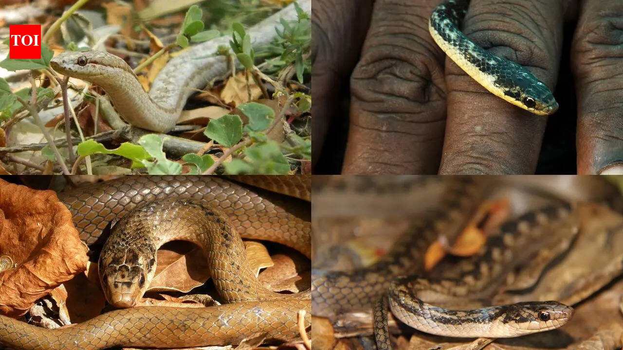 How to identify the St Lucia Racer: One of the world’s rarest snakes
