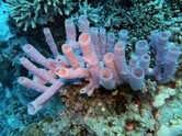 GK Fact of the Day: 7 creatures that don&rsquo;t have brains but still survive