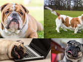 From Bulldogs to Pugs: 5 surprisingly lazy dog breeds that love sleeping all day