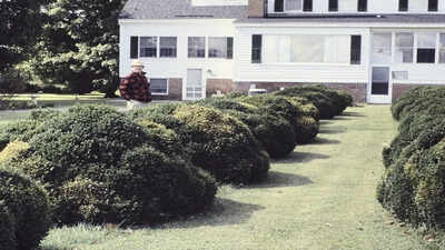 These 5 evergreen shrubs make front entry beds look expensive all year