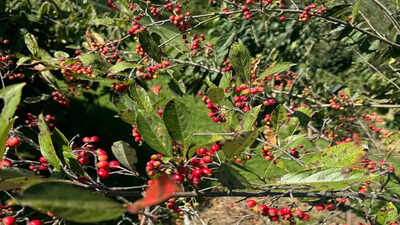 The front yard shrub trick that makes landscaping look good even after summer flowers fade