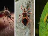 5 deadliest insects on the planet: Small creatures with a massive global impact